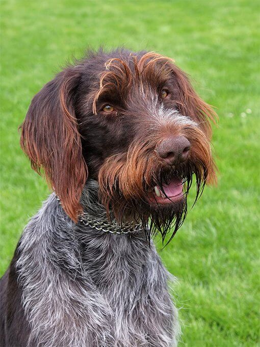 DOG BEARDS, BEARDED DOGS BREEDS