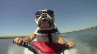 WATCH DOG & PUPPY VIDEO !!!