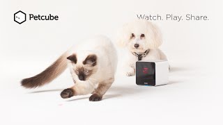 WATCH DOG & PUPPY VIDEO !!!