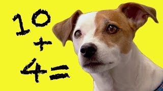 WATCH DOG & PUPPY VIDEO !!!