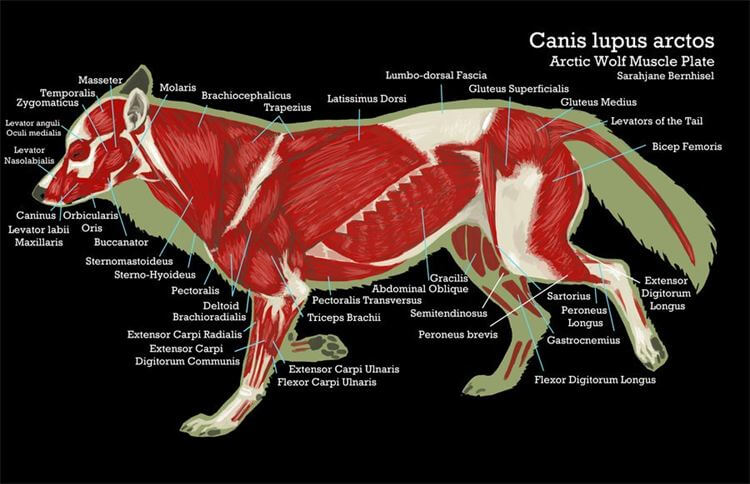 DOG AND WOLF ANATOMY