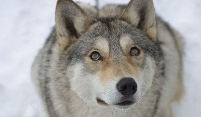 WOLFDOG: BREED SPECIFICATIONS, HYBRID DOG, MIXED DOG, DOG AND WOLF, WOLF-DOG, DOG-WOLF