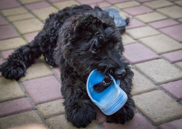 BLIND DOG MISCONCEPTIONS