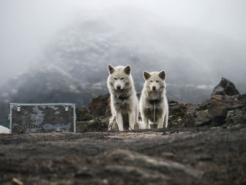 SLEDDING DOG MISCONCEPTIONS