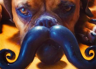 DOG VIBRISSAE, WHISKERS, MOUSTACHE & MUSTACHE