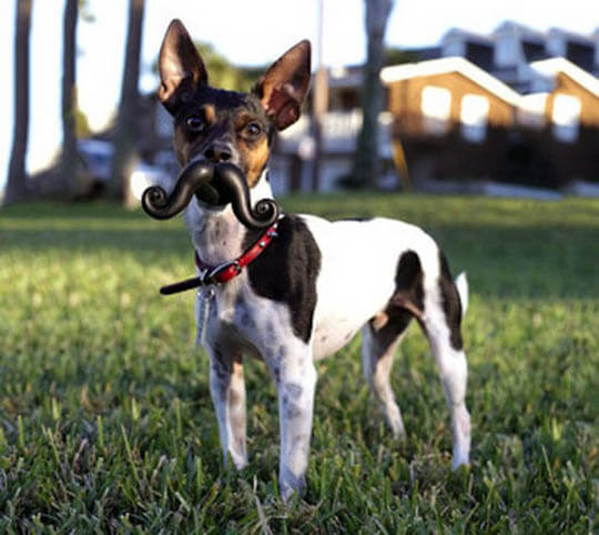 DOG WHISKERS, MOUSTACHE & MUSTACHE PHOTOS COLLECTION