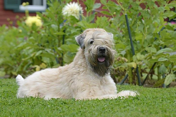 DOG WHISKERS, MOUSTACHE & MUSTACHE PHOTOS COLLECTION