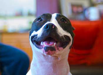 BAFFI - THE MUSTACHE DOG