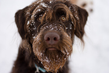 DOG WHISKERS, MOUSTACHE & MUSTACHE PHOTOS COLLECTION