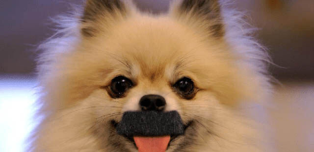 DOG WHISKERS, MOUSTACHE & MUSTACHE PHOTOS COLLECTION