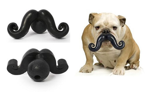 DOG WHISKERS, MOUSTACHE & MUSTACHE PHOTOS COLLECTION