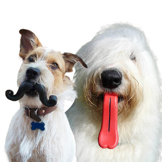 DOG WHISKERS, MOUSTACHE & MUSTACHE PHOTOS COLLECTION