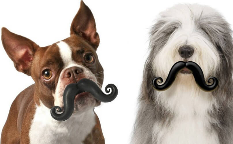 DOG WHISKERS, MOUSTACHE & MUSTACHE PHOTOS COLLECTION