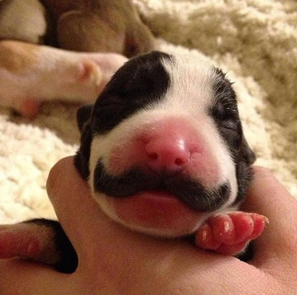 DOG WHISKERS, MOUSTACHE & MUSTACHE PHOTOS COLLECTION