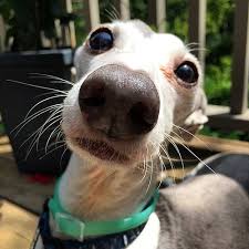 DOG WHISKERS, MOUSTACHE & MUSTACHE PHOTOS COLLECTION