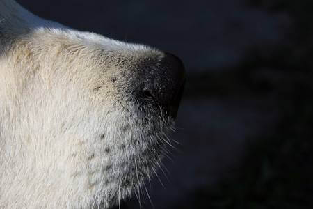 DOG WHISKERS, MOUSTACHE & MUSTACHE PHOTOS COLLECTION