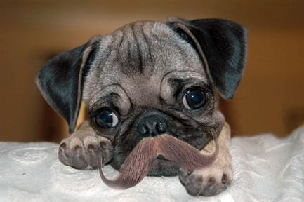 DOG WHISKERS, MOUSTACHE & MUSTACHE PHOTOS COLLECTION