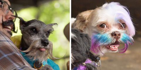 DOG VIBRISSAE, WHISKERS, MOUSTACHE & MUSTACHE