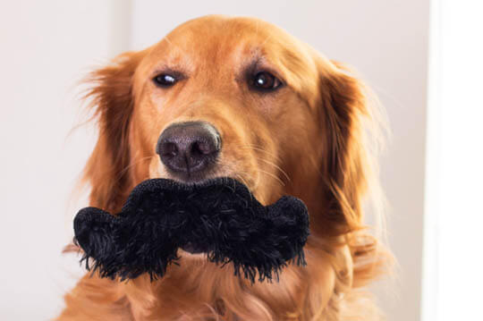 DOG WHISKERS, MOUSTACHE & MUSTACHE PHOTOS COLLECTION