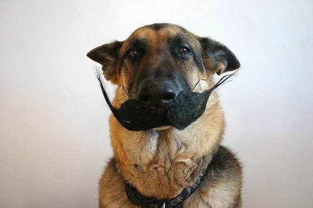 DOG WHISKERS, MOUSTACHE & MUSTACHE PHOTOS COLLECTION