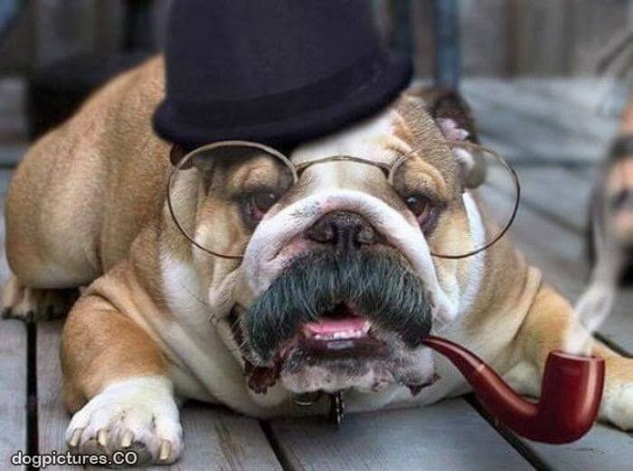 DOG WHISKERS, MOUSTACHE & MUSTACHE PHOTOS COLLECTION