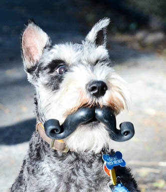 DOG WHISKERS, MOUSTACHE & MUSTACHE PHOTOS COLLECTION