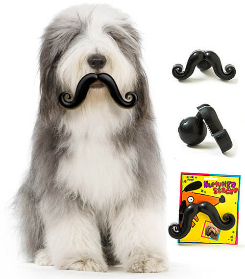 DOG WHISKERS, MOUSTACHE & MUSTACHE PHOTOS COLLECTION