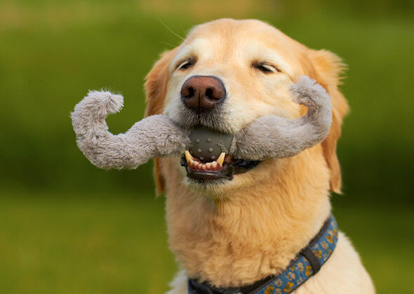 DOG WHISKERS, MOUSTACHE & MUSTACHE DOG TOYS