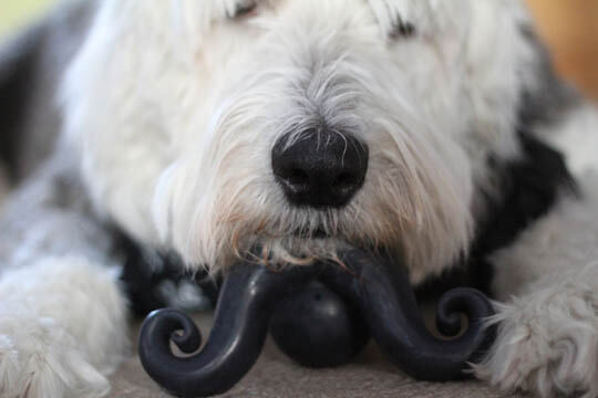 DOG WHISKERS, MOUSTACHE & MUSTACHE PHOTOS COLLECTION