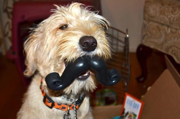 DOG WHISKERS, MOUSTACHE & MUSTACHE PHOTOS COLLECTION