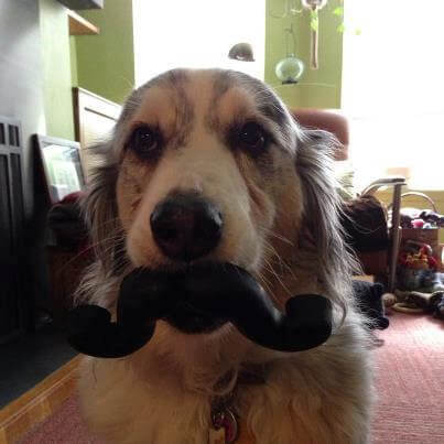 DOG WHISKERS, MOUSTACHE & MUSTACHE PHOTOS COLLECTION