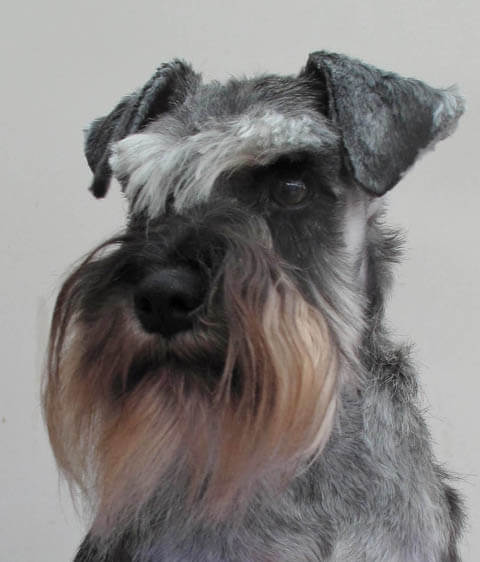 DOG VIBRISSAE, WHISKERS, MOUSTACHE & MUSTACHE