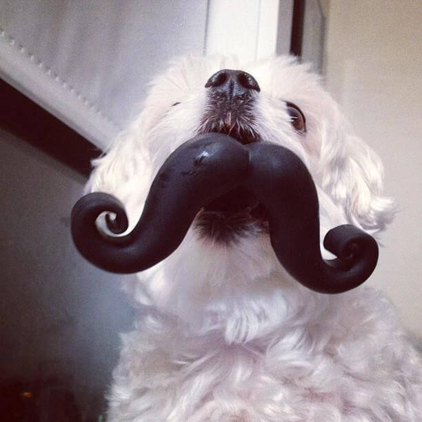 DOG WHISKERS, MOUSTACHE & MUSTACHE PHOTOS COLLECTION