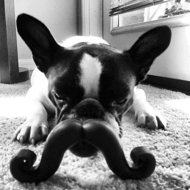 DOG WHISKERS, MOUSTACHE & MUSTACHE PHOTOS COLLECTION