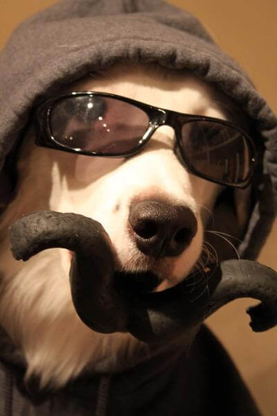 DOG VIBRISSAE, WHISKERS, MOUSTACHE & MUSTACHE