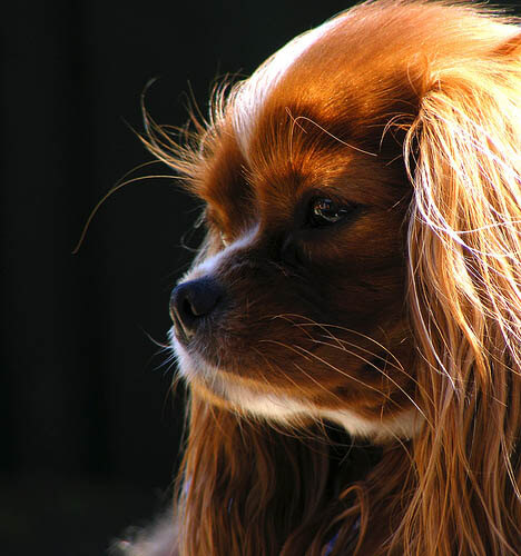 DOG VIBRISSAE, WHISKERS, MOUSTACHE & MUSTACHE