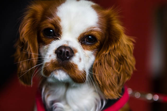 DOG VIBRISSAE, WHISKERS, MOUSTACHE & MUSTACHE