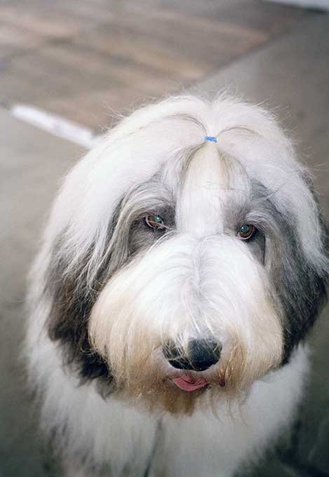 OLD ENGLISH SHEEPDOG