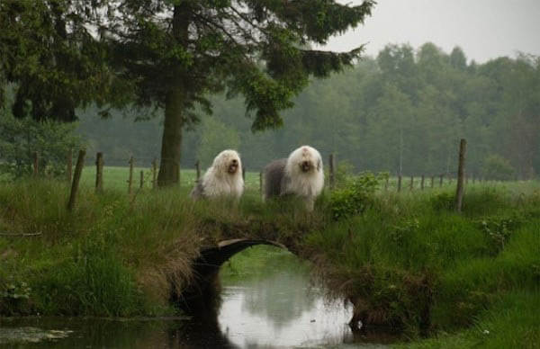 OLD ENGLISH SHEEPDOG