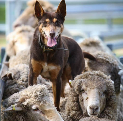 TRAINING A SHEEPDOG