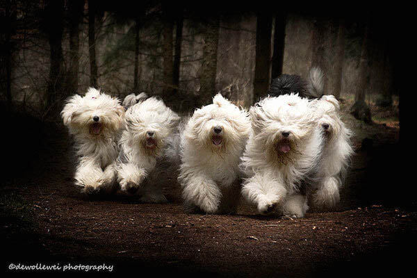 OLD ENGLISH SHEEPDOG