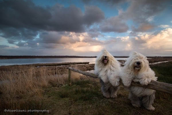 TRAINING A SHEEPDOG GUIDE