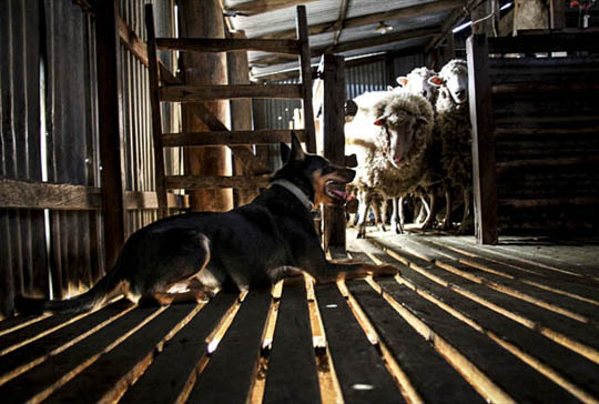 TRAINING A SHEEPDOG