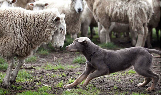 TRAINING A SHEEPDOG MANUALS