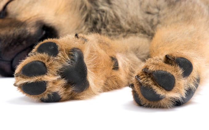 DOG PAW TYPES & VARIATIONS