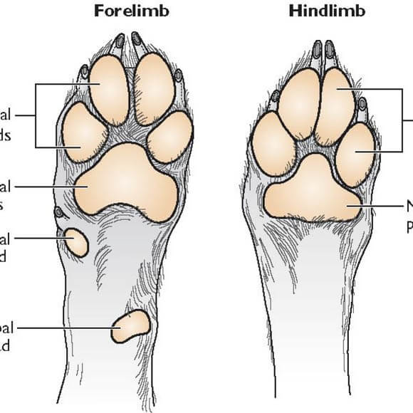 DOG PAW ANATOMY - FORELIMB, HINDLIMB