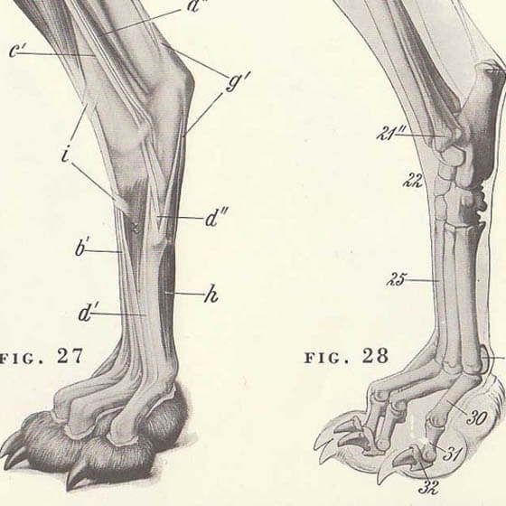 DOG PAW STRUCTURE - TOES, CLAWS & PADS