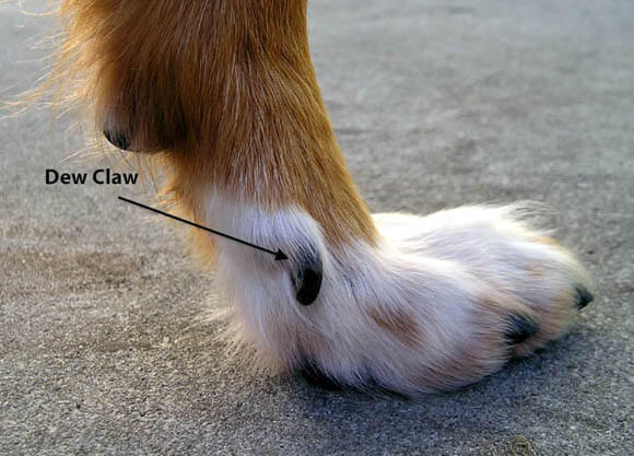 DOG PAW ANATOMY