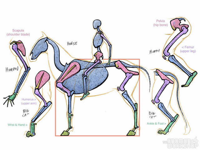 DOG AND HUMAN PAWS, HANDS, NAILS, CLAWS - IDENTIFICATION, DIFFERENCE