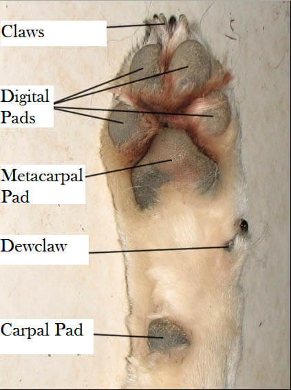 DOG PAW ANATOMY